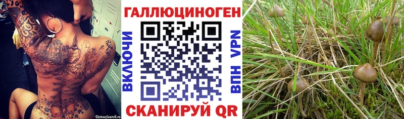 Псилоцибиновые грибы Psilocybine cubensis  Бузулук 